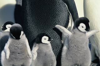 Illustration for article titled March Of The Penguins to get a no doubt freaking adorable sequel